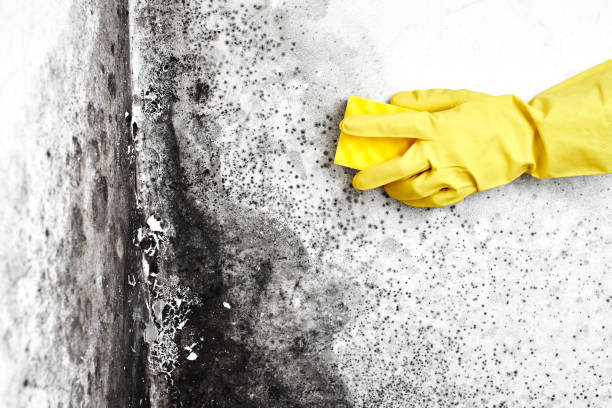 Best Attic Mold Removal  in Aetna Estates, CO