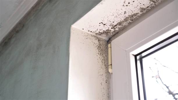 Best Toxic Mold Removal  in Aetna Estates, CO