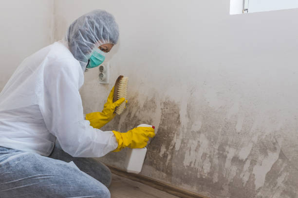 Certified Mold Removal in Aetna Estates, CO