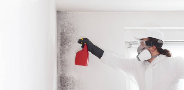 Best Certified Mold Removal  in Aetna Estates, CO